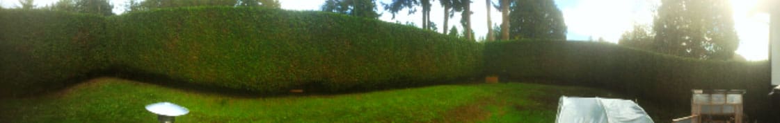 A neatly trimmed hedge with green grass in front and trees in the background.