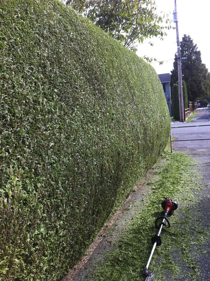 A neatly trimmed hedge along a street with a bicycle on the grass.