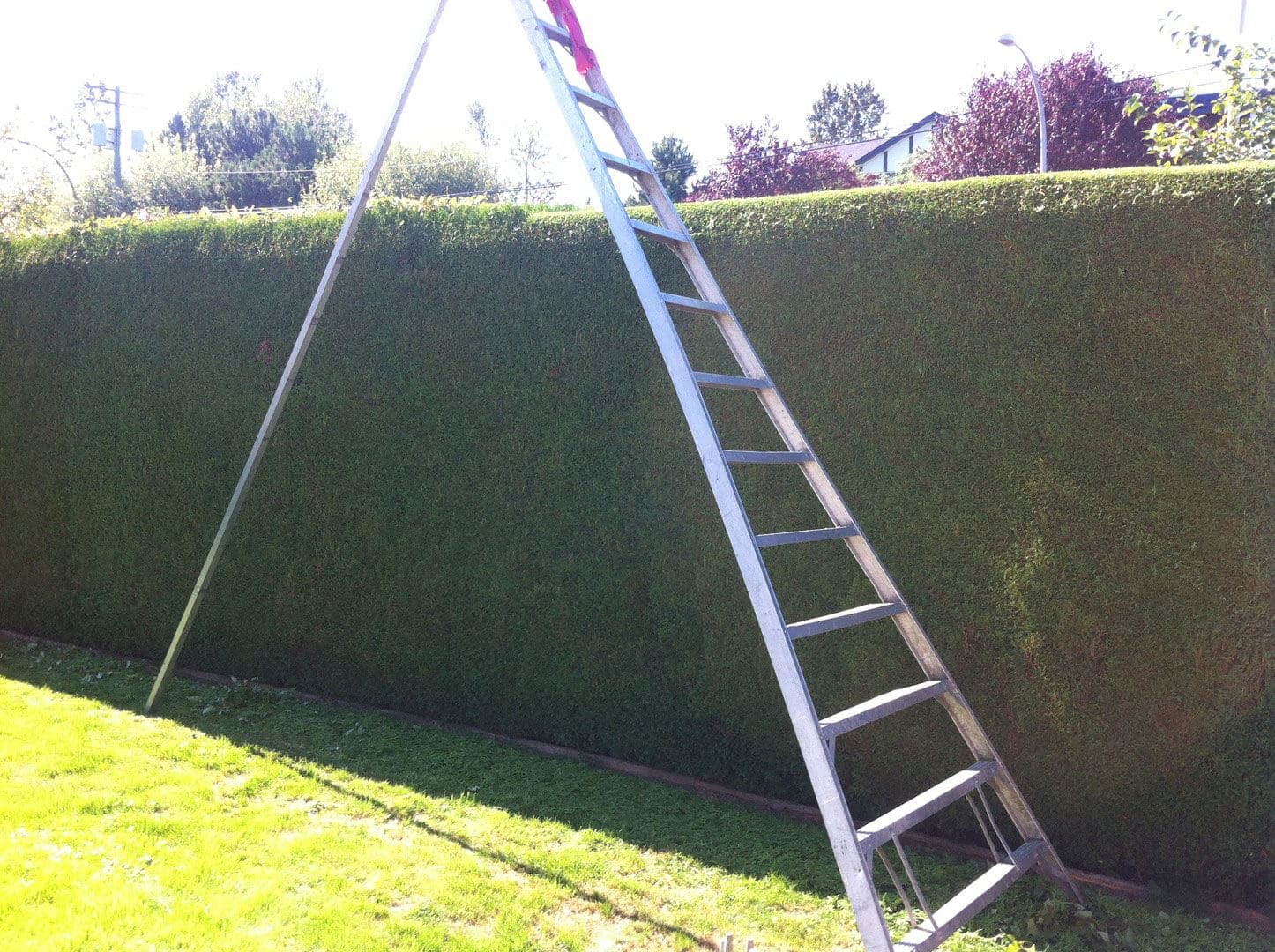 A tall ladder leaning against a trimmed hedge in a garden.