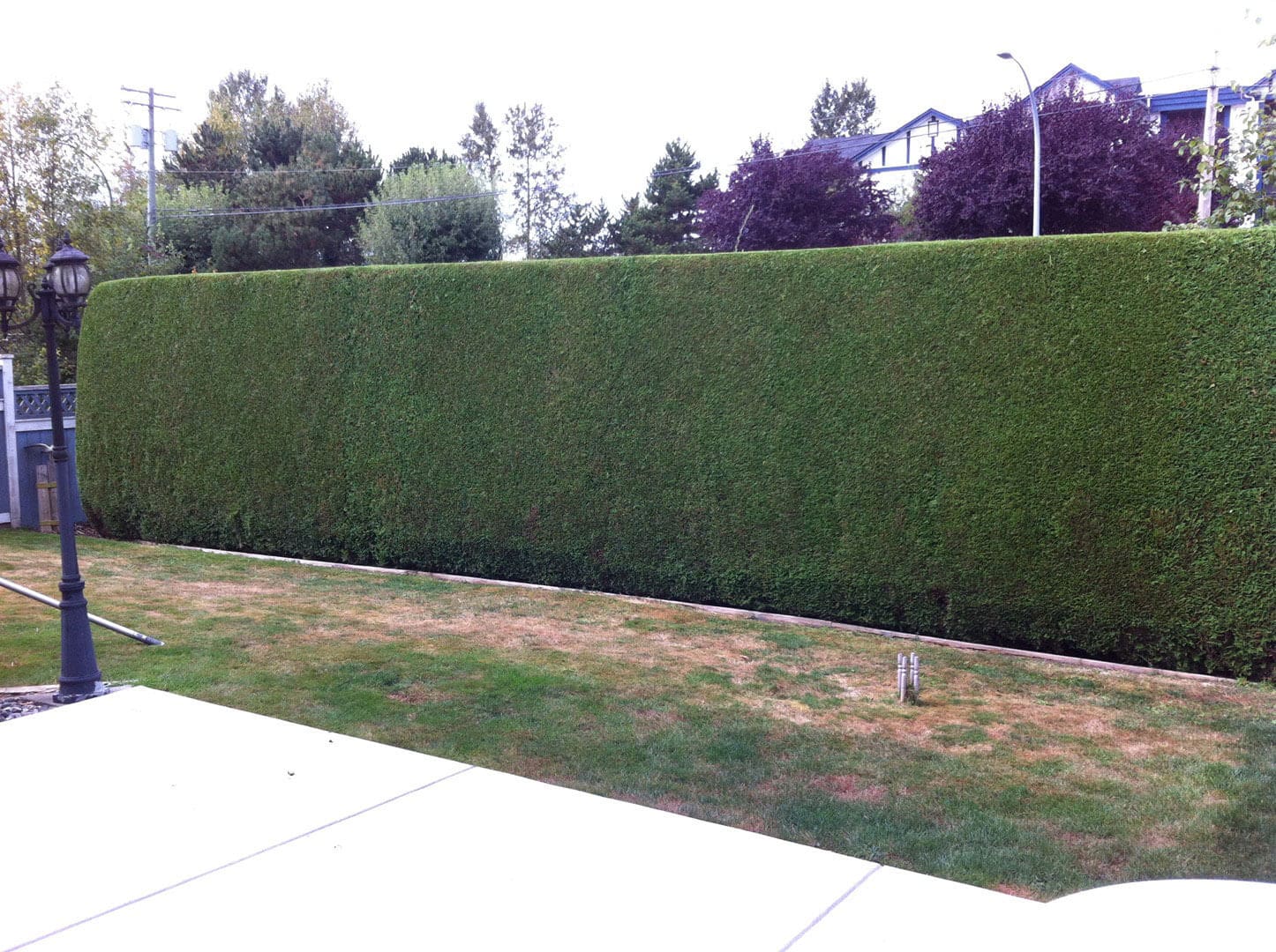 A neatly trimmed hedge forms a green privacy wall along a sidewalk.