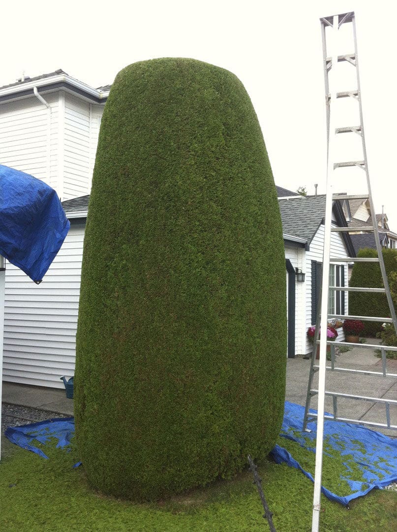 A large, neatly trimmed green bush shaped like a rounded rectangle.