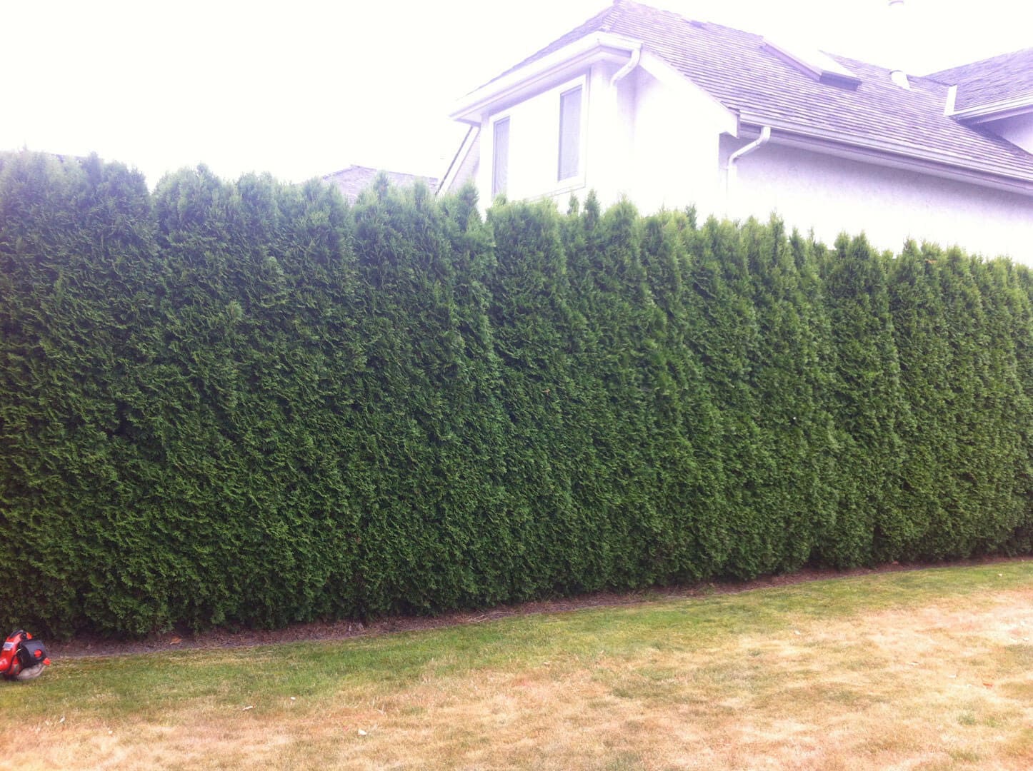 Tall, dense green hedge in front of a house.