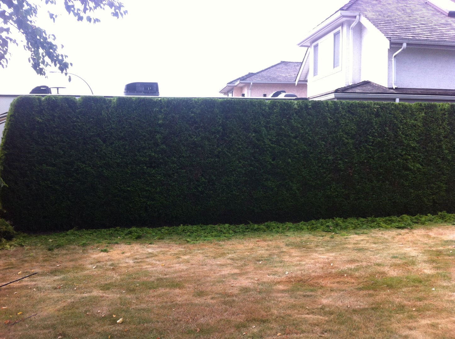 A neatly trimmed, dense hedge with a grassy patch in front and houses in the background.