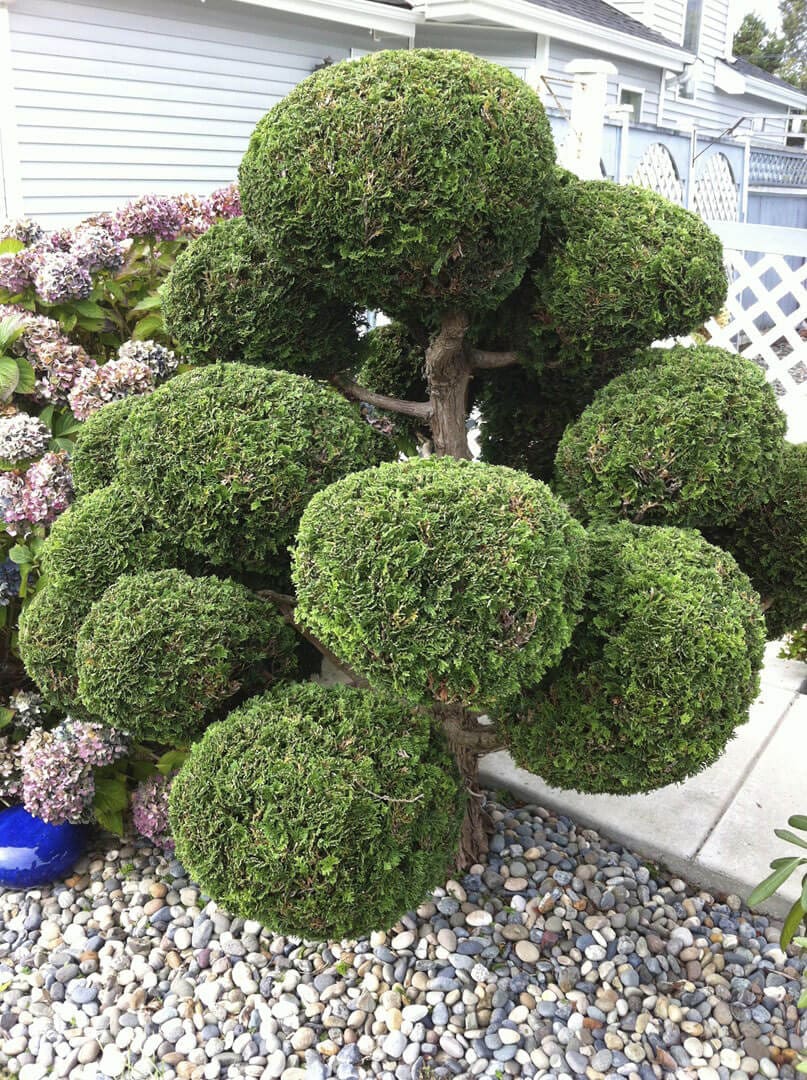 Spherical topiary bushes arranged in a garden with colorful flowers.