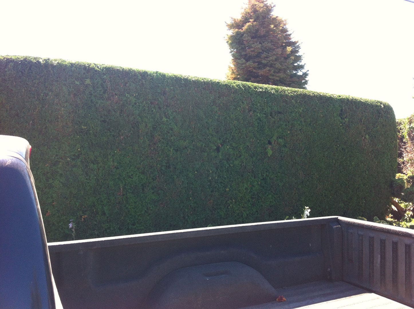 A hedge with a tree visible above it and part of a black object in the foreground.