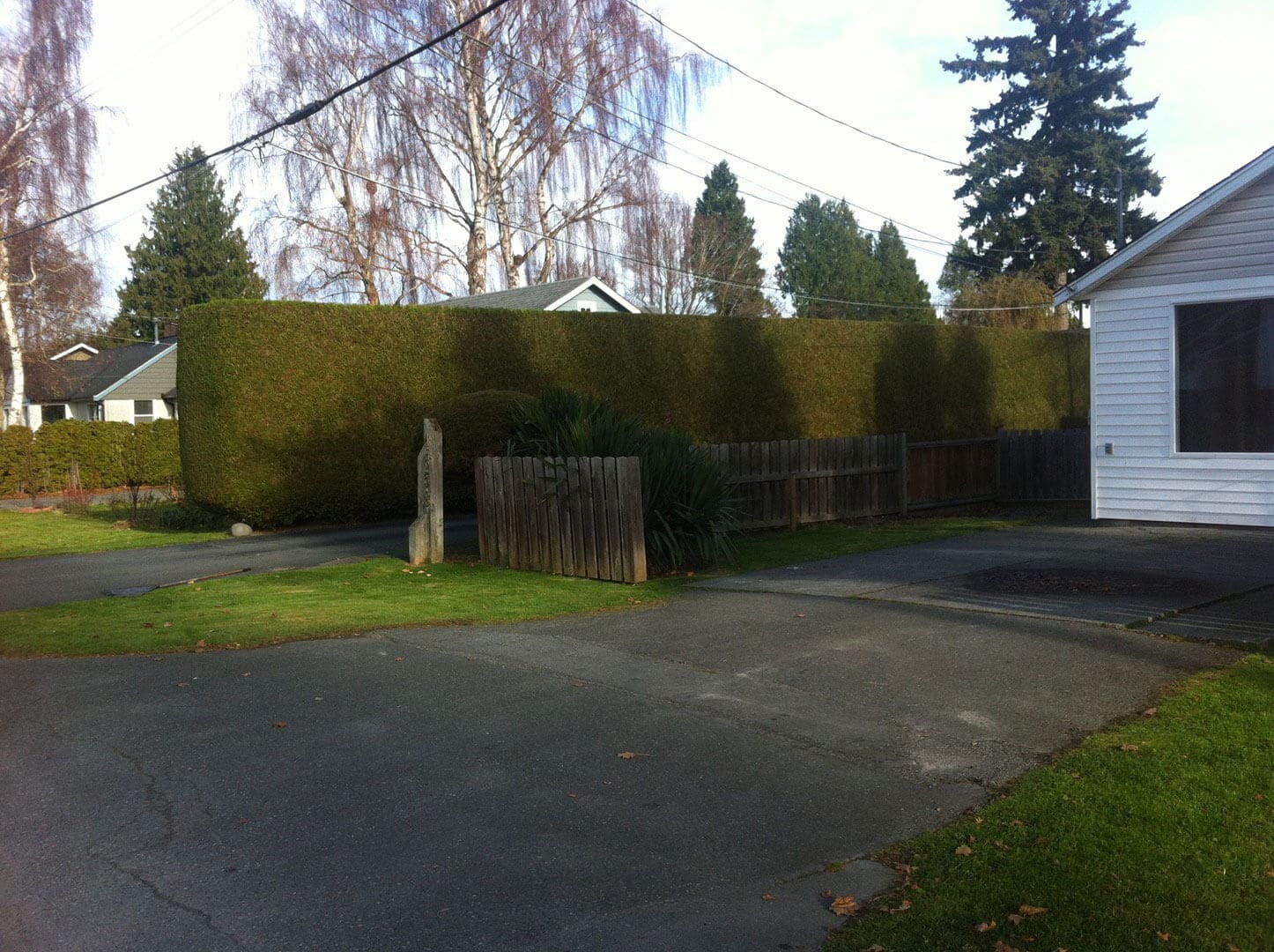 A neatly trimmed hedge and trees along a paved street on a sunny day.