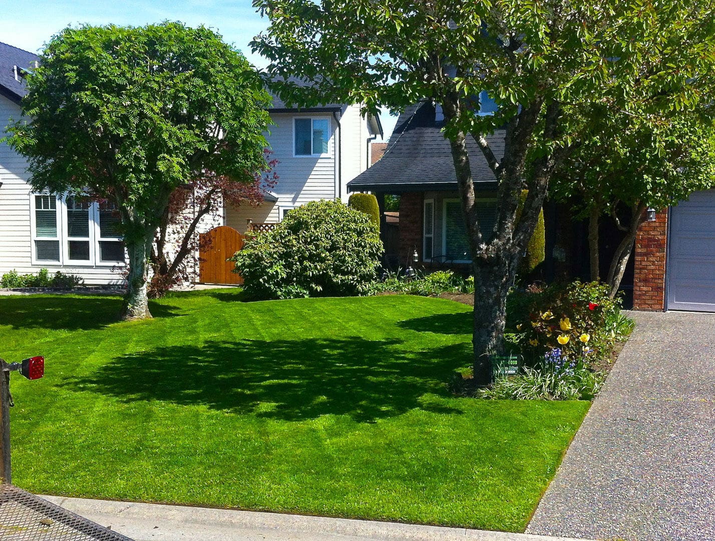 Sunny suburban front yard with lush green lawn and trees.