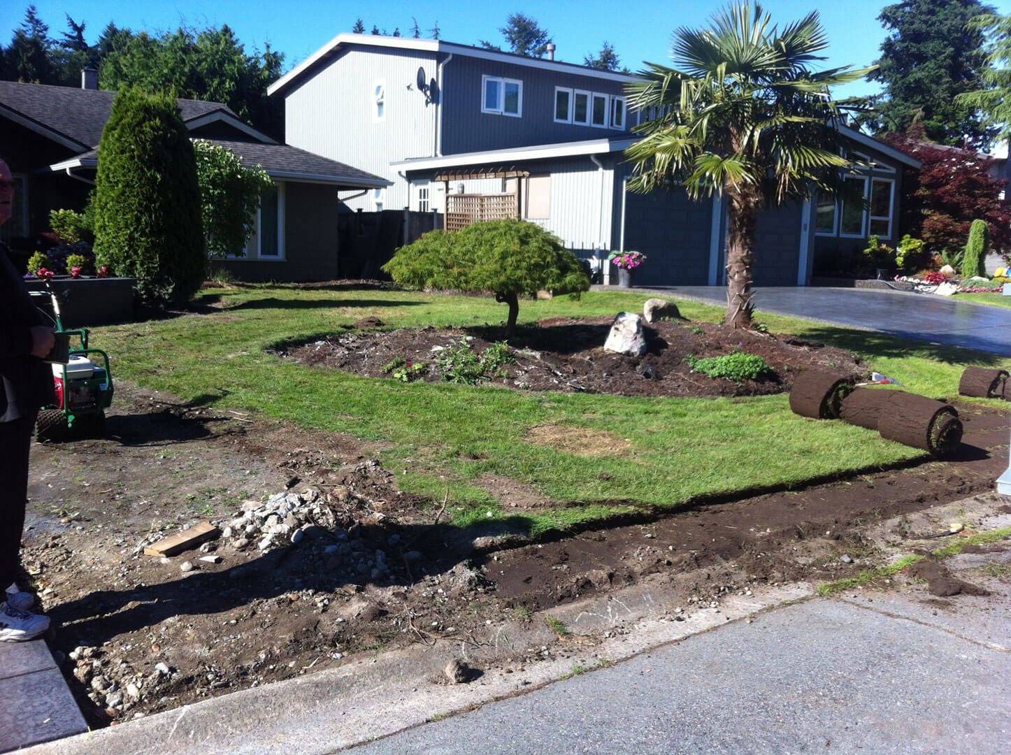 Residential yard with new landscaping and palm tree.