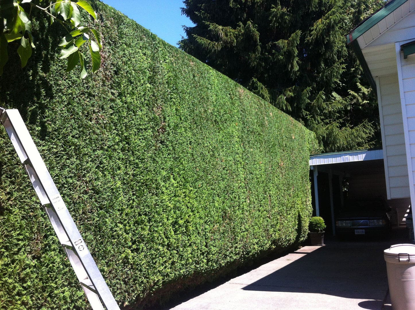 Tall, neatly trimmed green hedge alongside a driveway.