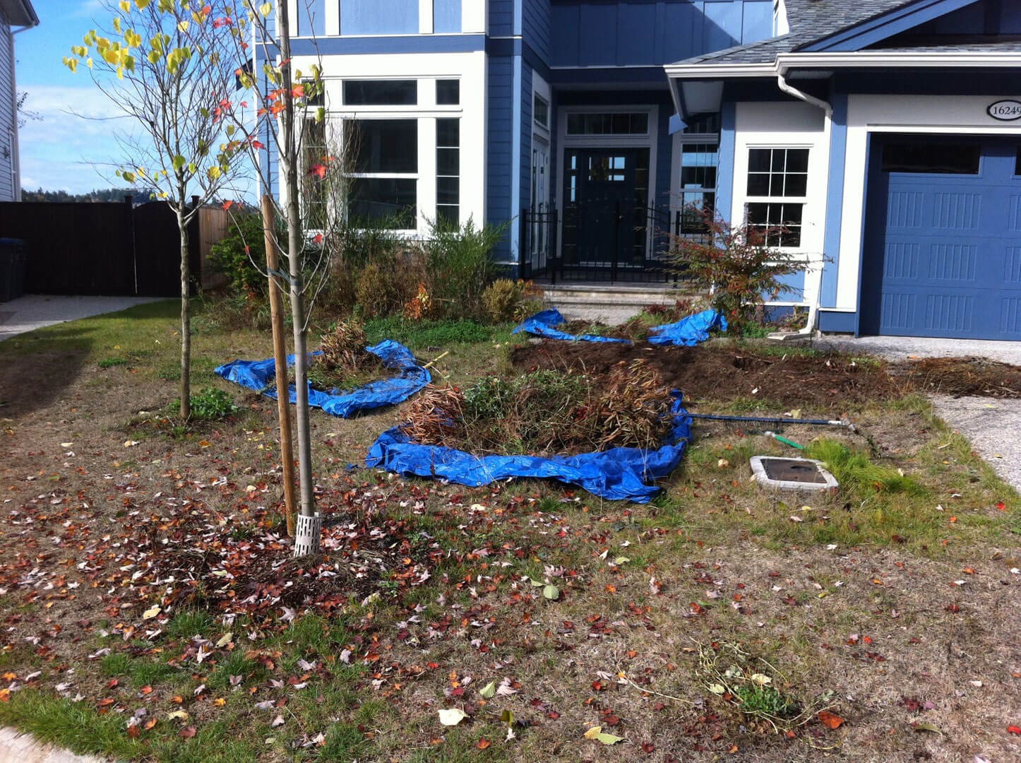 Young tree planted in front of a blue house with garden work underway.