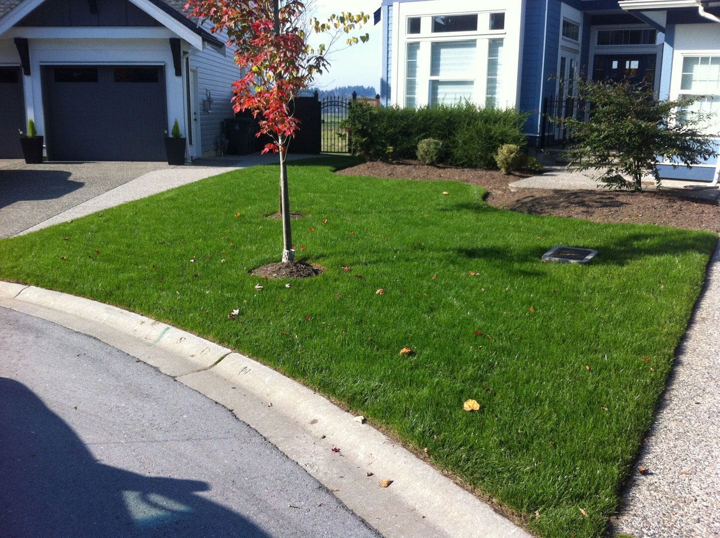 Young tree planted in a well-kept suburban lawn near a curb.