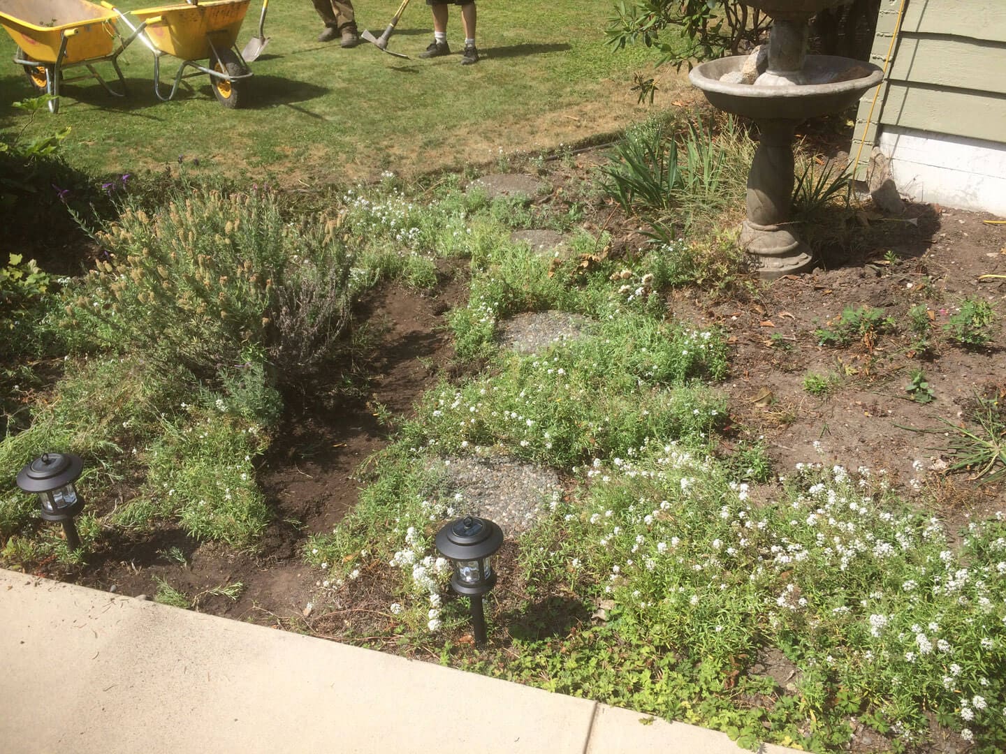 A garden with various plants and a birdbath on a sunny day.