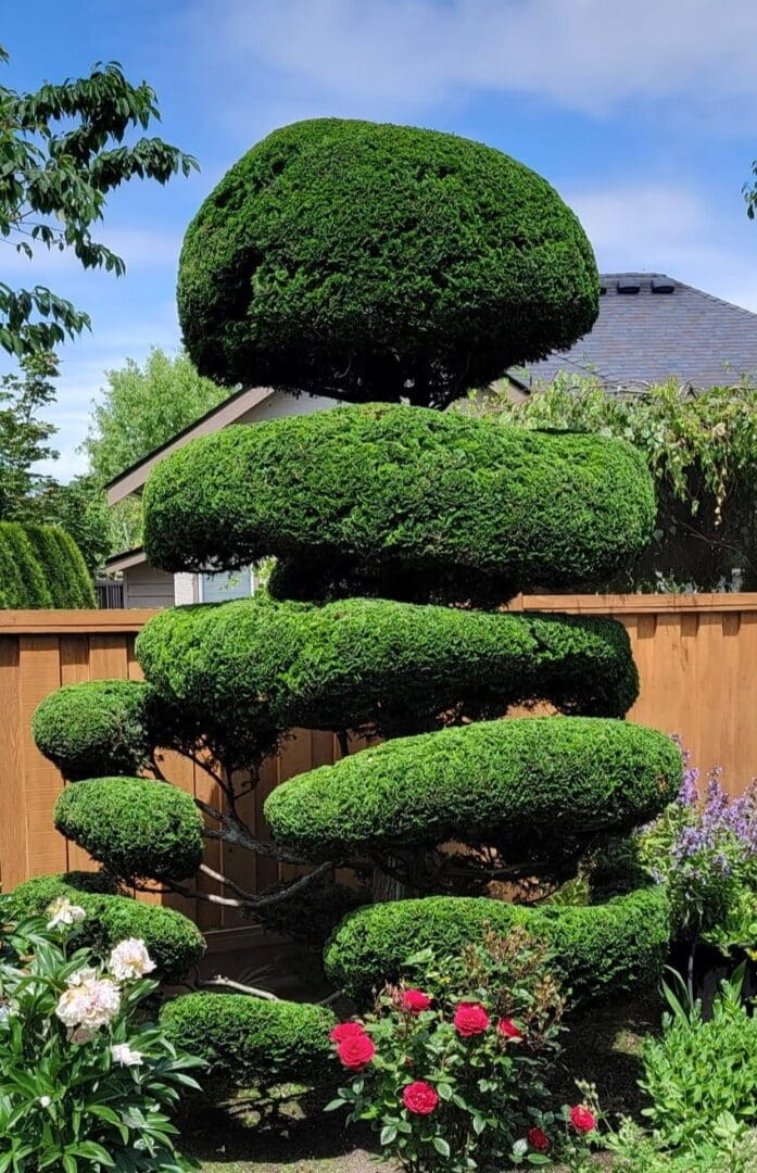 Tiered topiary tree with lush green foliage.