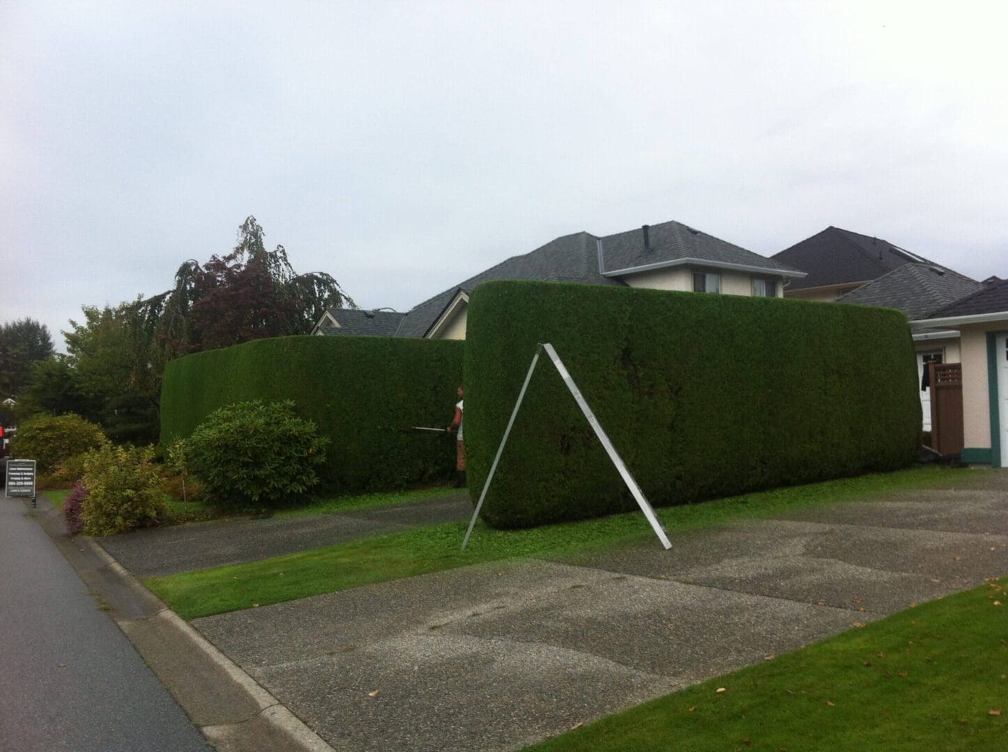 Tall trimmed hedge with tool hanging nearby.