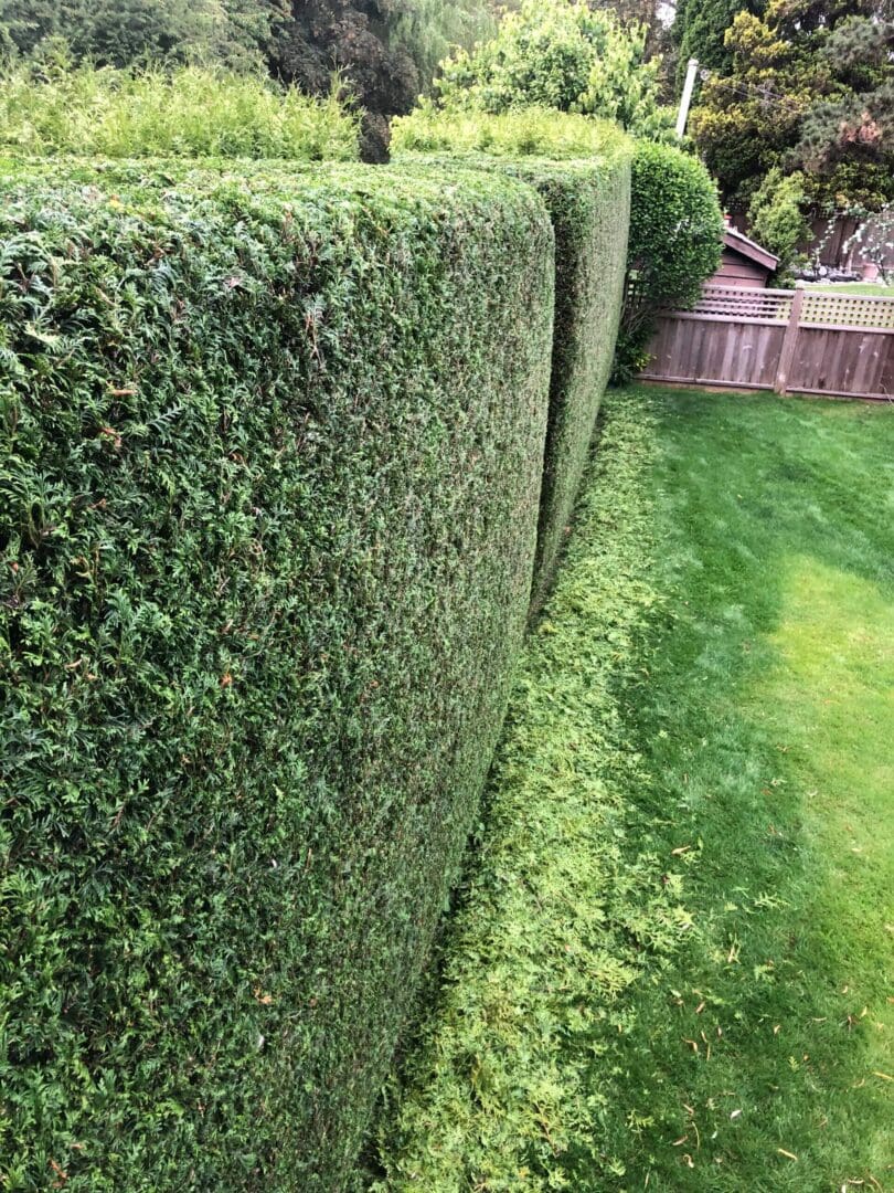 Trimmed hedge beside a green lawn.