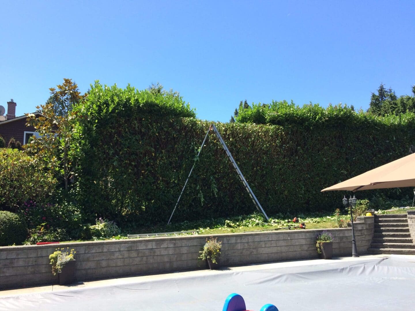 Ladder leaning against tall garden hedge.
