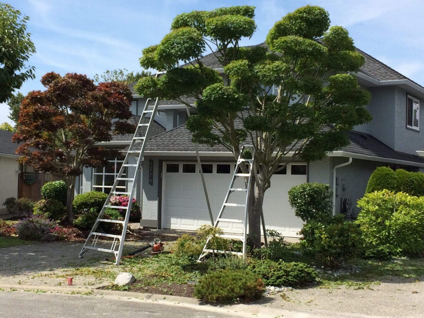 House with ladders and trimmed trees.