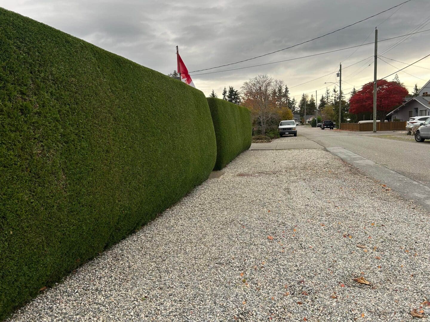 Gravel road beside tall green hedge.